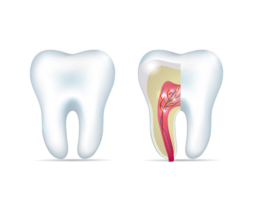 root canal diagram 